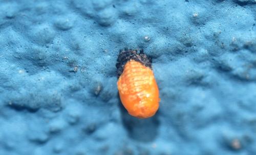 Coccinella septempunctata